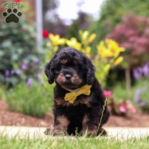 Alex, Cavapoo Puppy